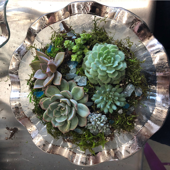 Make A DIY Succulent Garden, 10-4pm, Mon-Sat.