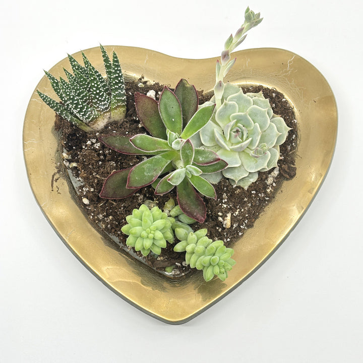 Heart Succulent Garden, Jan. 25th