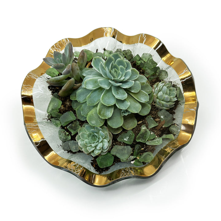 Make A DIY Succulent Garden, 10-4pm, Mon-Sat.